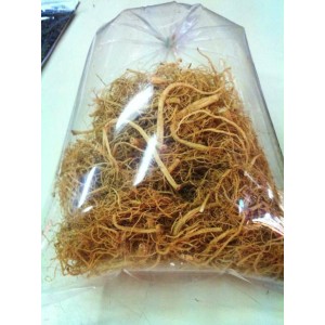 Chinese ginseng root